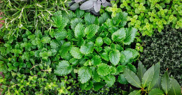 The Beginner’s Guide to Growing Your Own Herbs