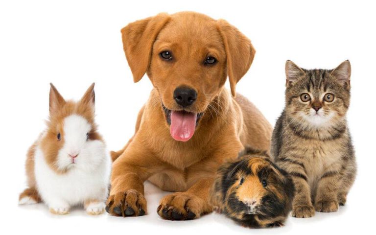 How to Choose the Right Pet for Your Family